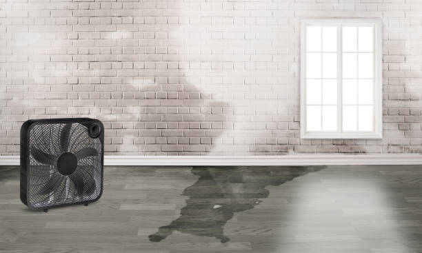 Best Water damage restoration mold remediation  in Old Greenwich, CT